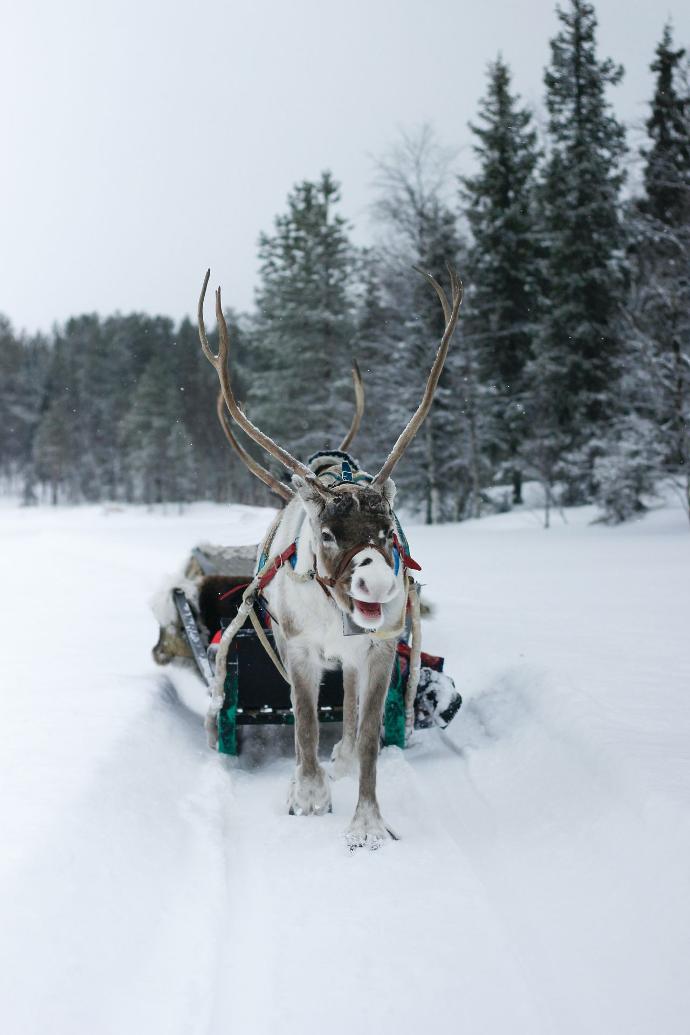 Reindeer in the snow pulling a sled.