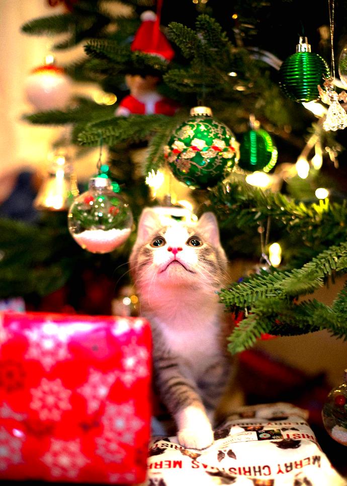 Cute cat under a Christmas Tree.
