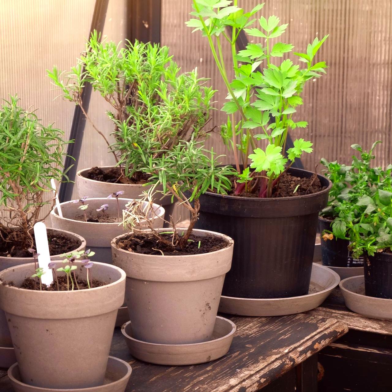 Outdoor spices enjoying their spot in the sunshine.