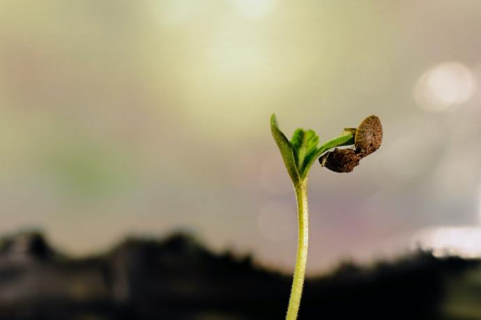 Hemp Plant