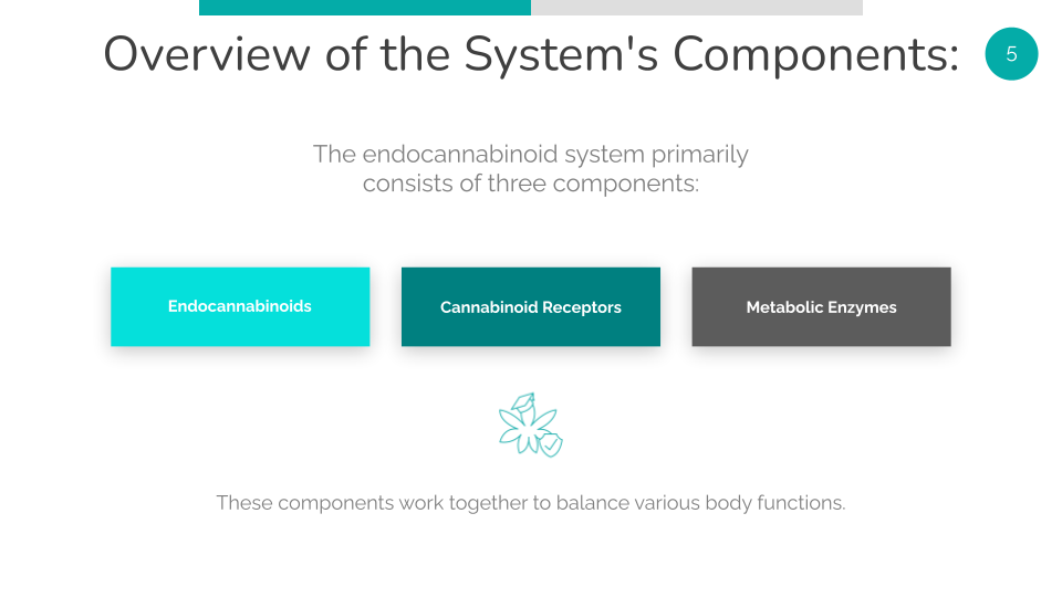 Overview of the System's Components