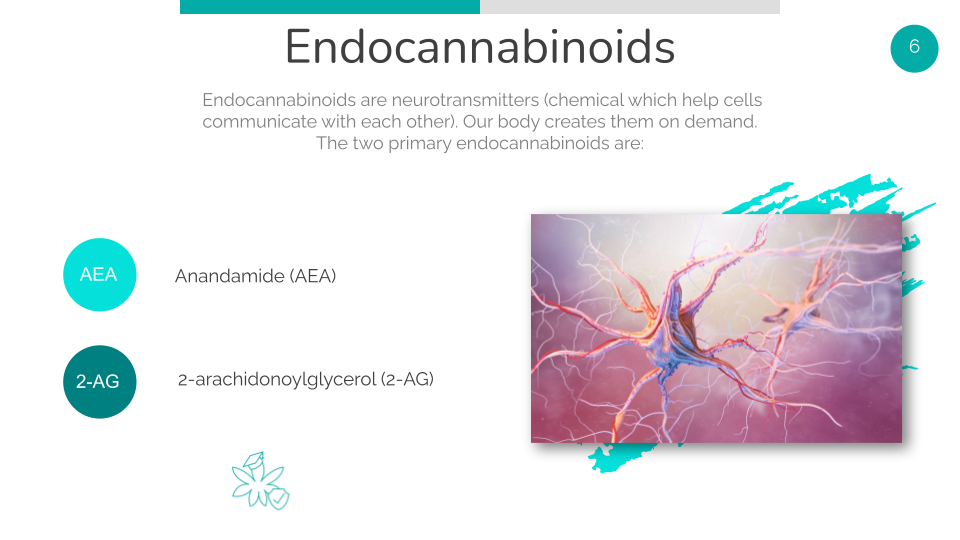 Endocannabinoids