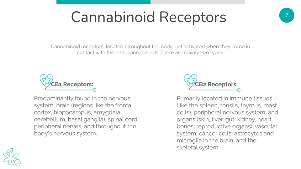 Cannabinoid Receptors