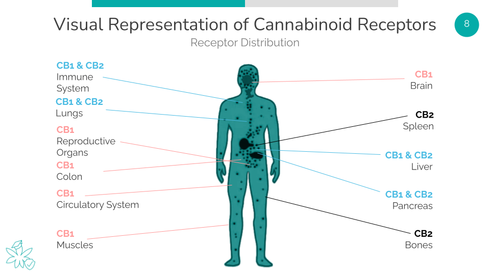 Visual Representation of Cannabinoid Receptors
