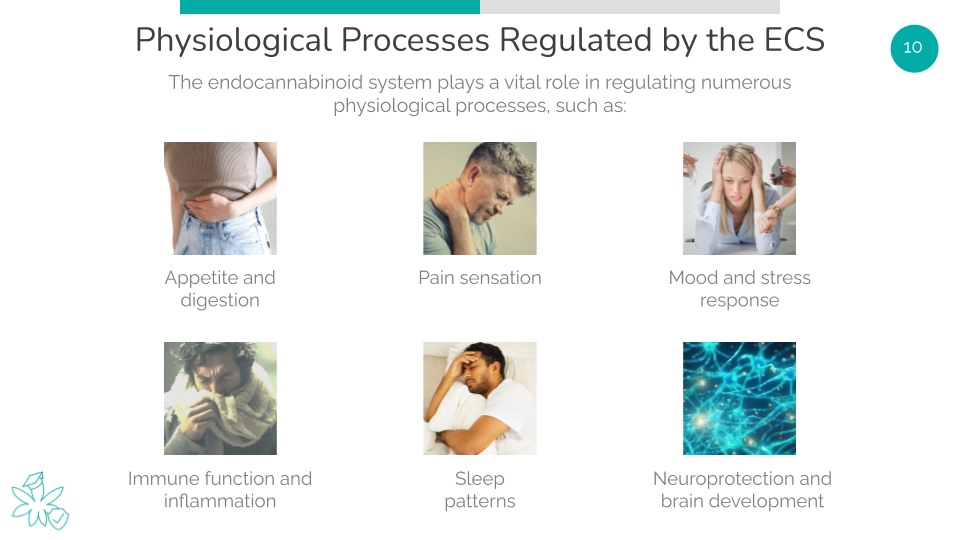 Physiological Processes Regulated by the ECS